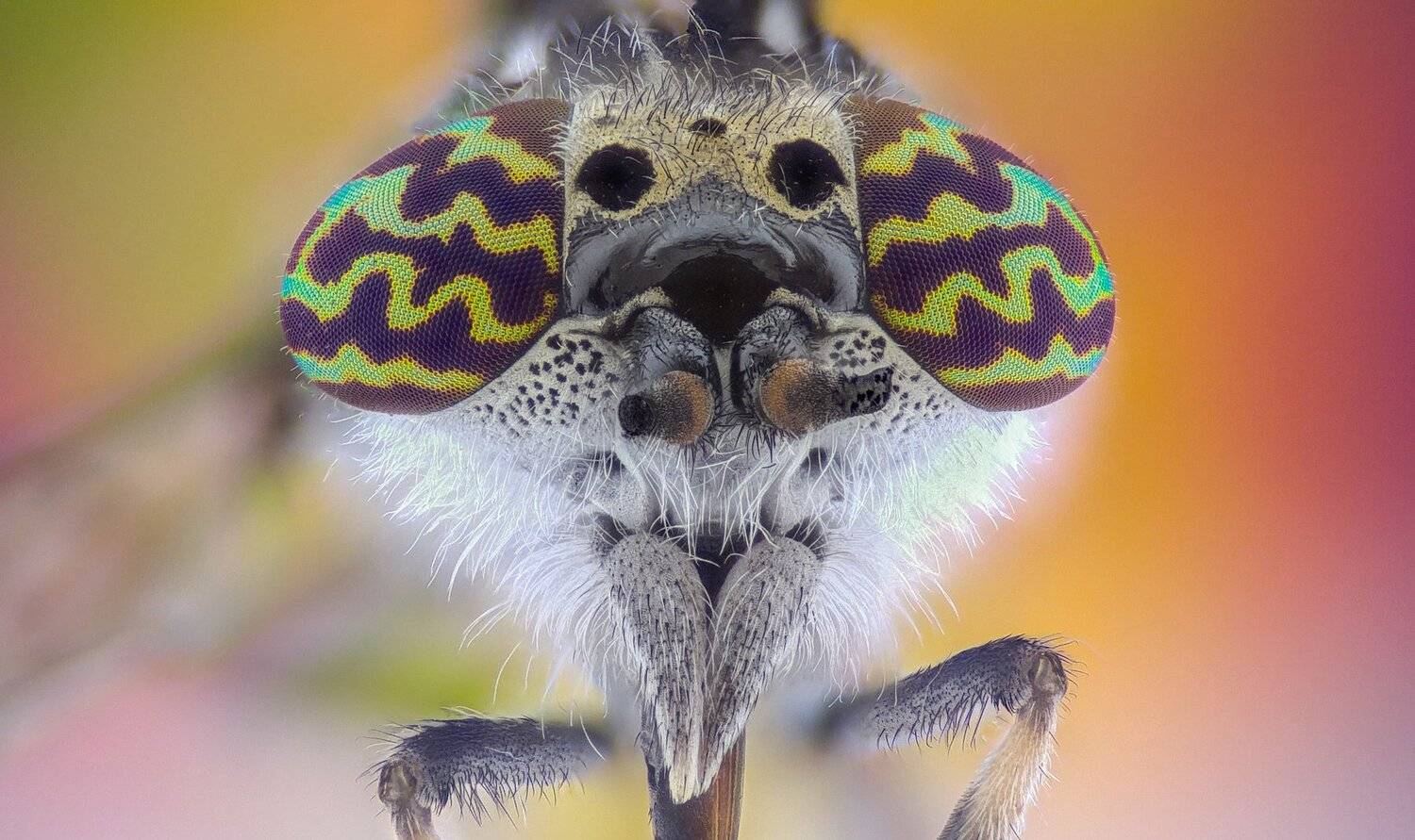ceclii,macro,lgg4, extrememacro,  макро, Tsvetan Ganev