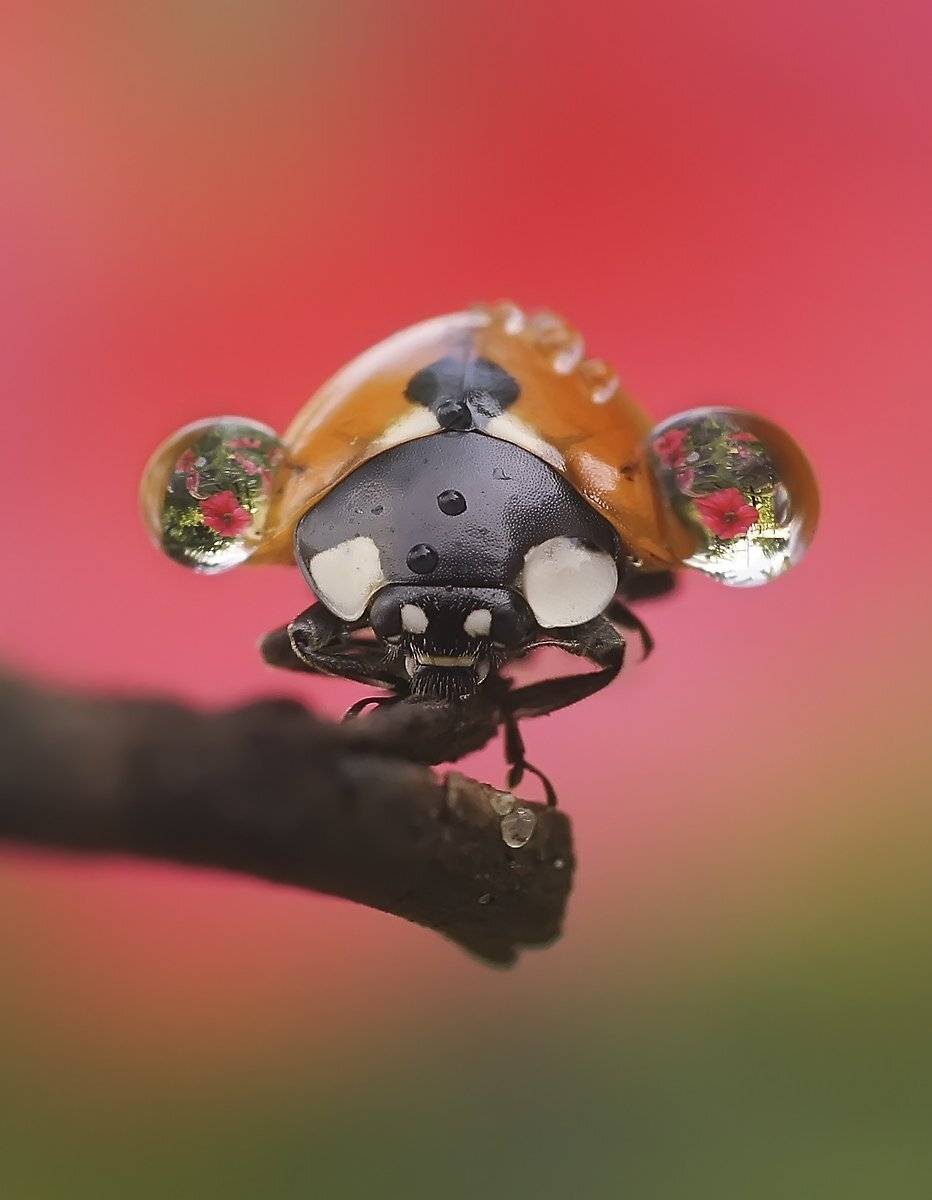 макро,божья коровка,капли, Гарик Соколов