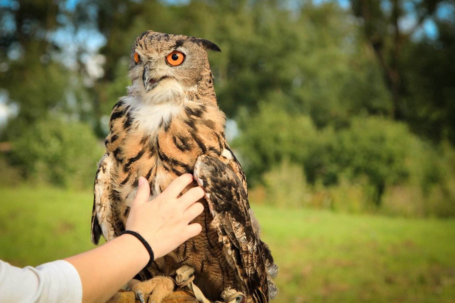 птицы, филин, перышки, гладить, Шруб (Беляева) Татьяна
