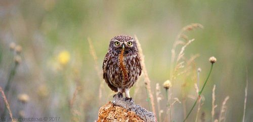 Домовые сычи