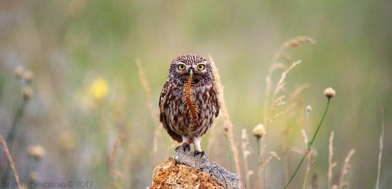 my-mriya Домовые сычи фото превью