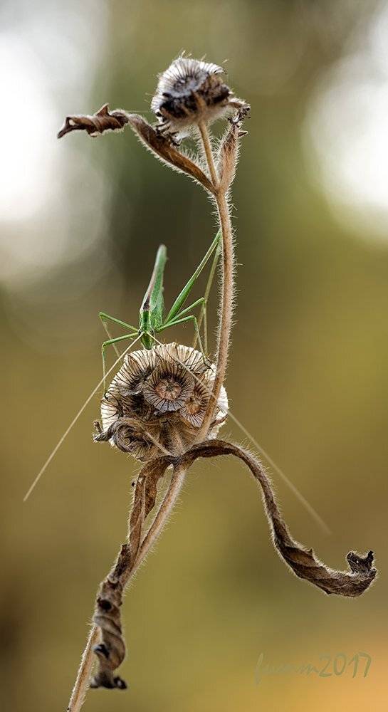 , Игорь ФУММ