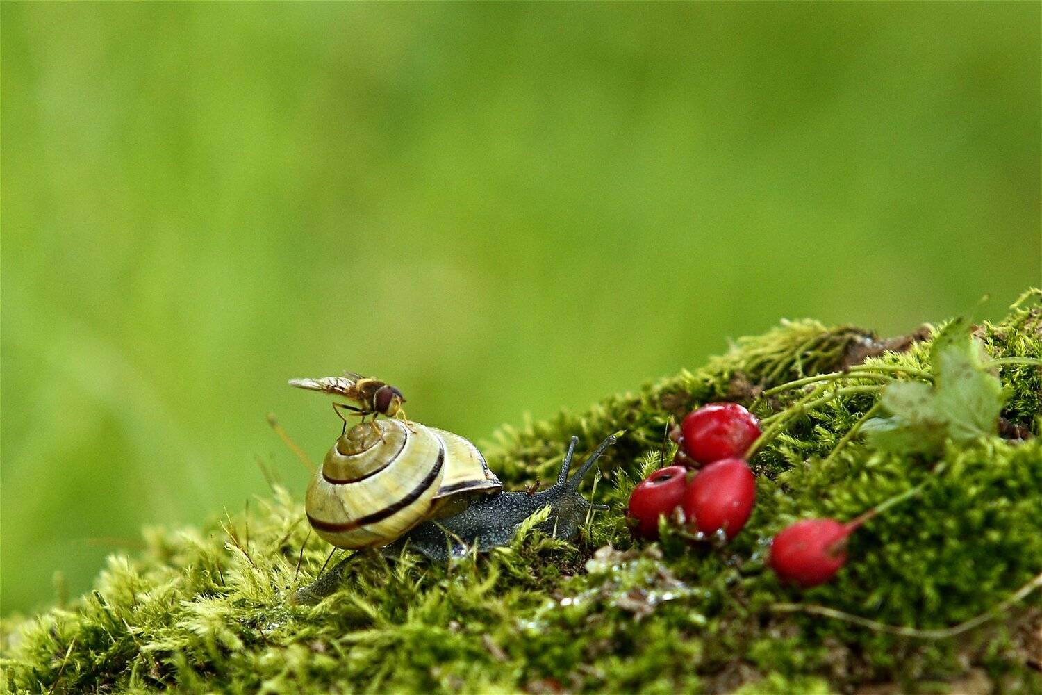 , Эдуард Колобошников