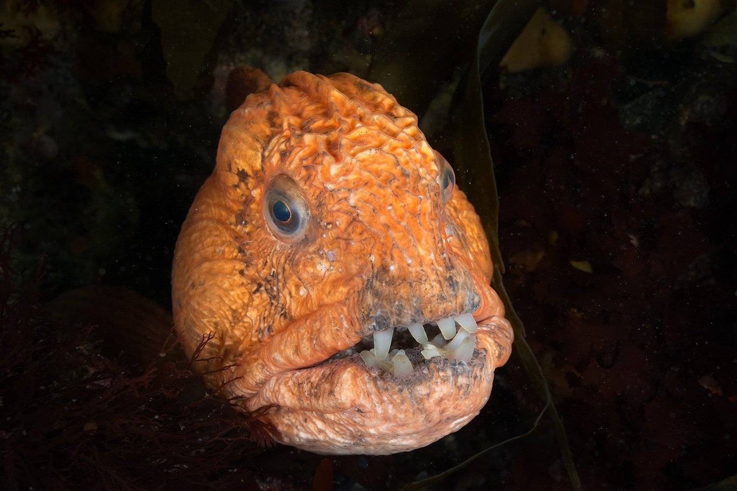 магадан, подводное фото, зубатка, Сергей Шанин