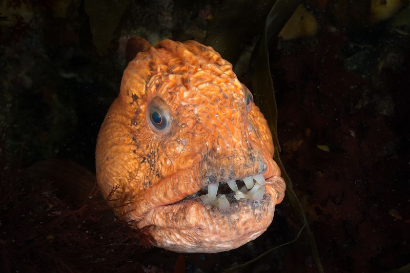 магадан, подводное фото, зубатка Рыба-волк фото превью