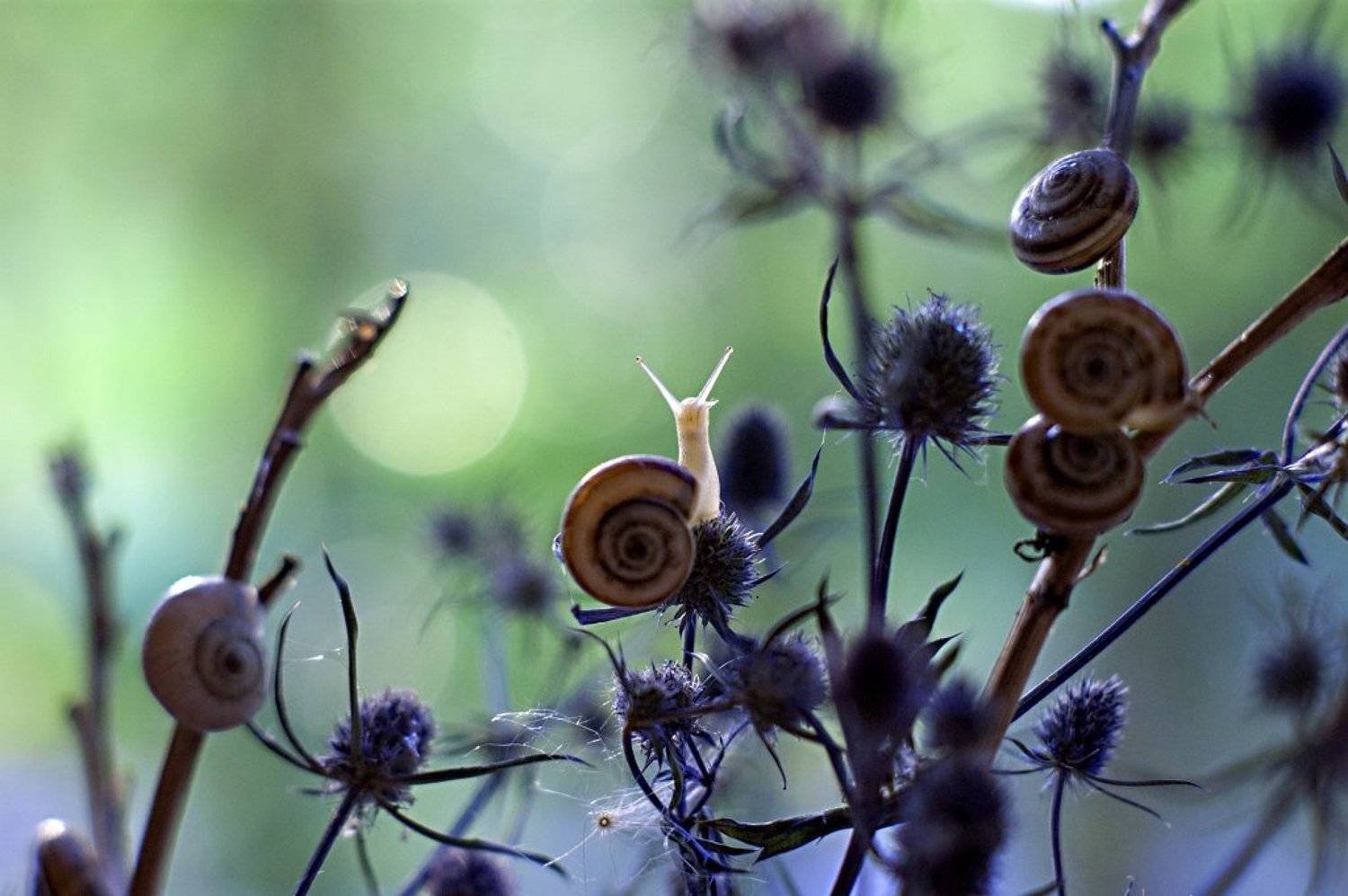 макро,этюд,взгляд,улитка,, Марина Соколова