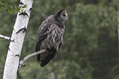 «шёл я лесом, видел чудо...»