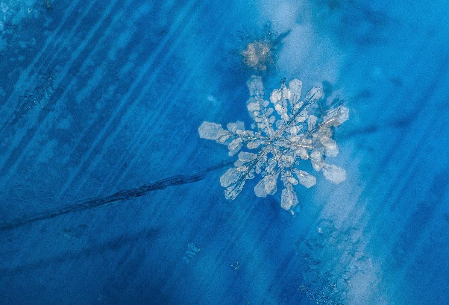 , Анастасия Павловская