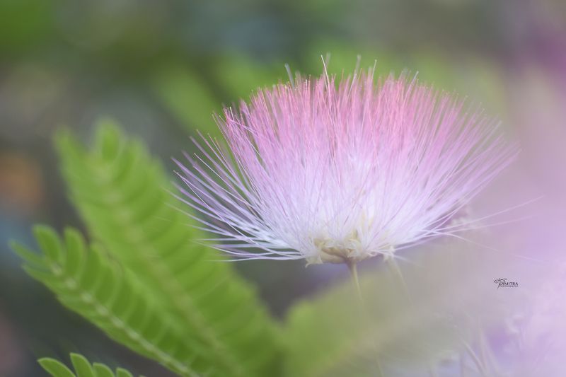 Альбиция фото превью