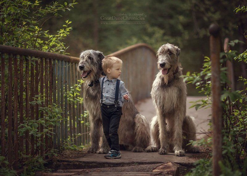 Ivan and the Irish Wolfhounds фото превью