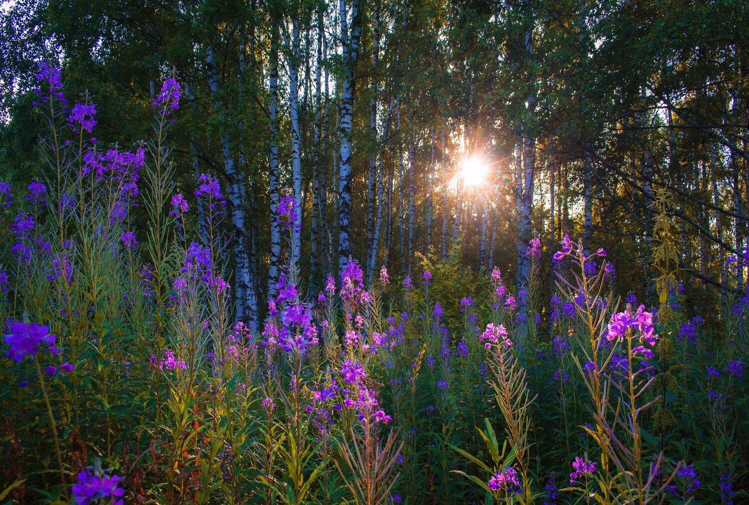 фото, природа, пейзаж, иван-чай, лето, закат, лес, Екатерина