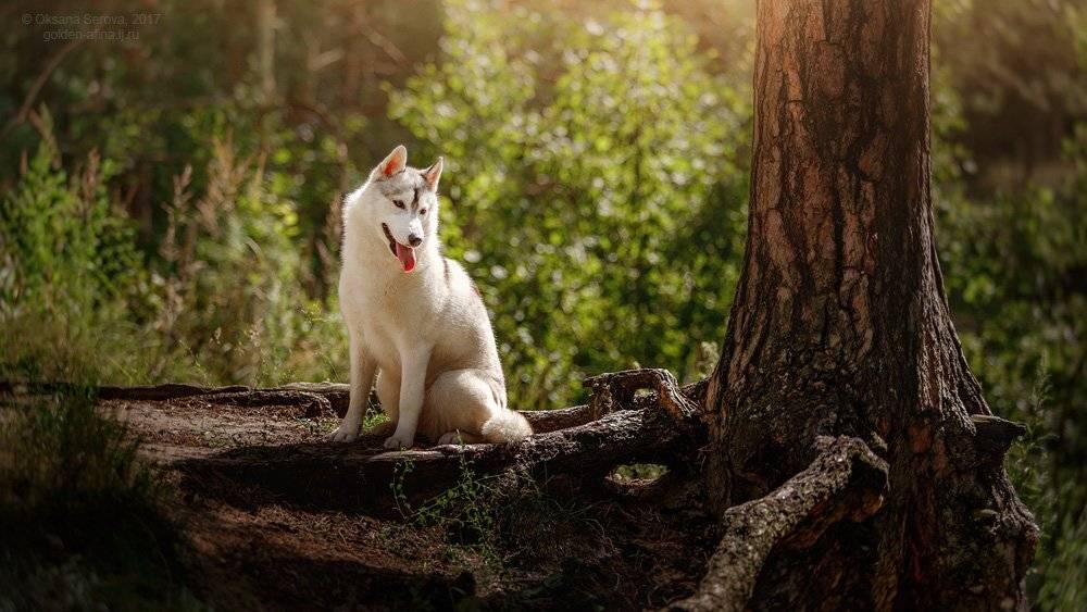 лес, собака, хаски, релакс, свет, лето, Оксана Серова