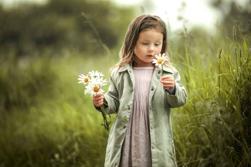 Ромашки фото превью