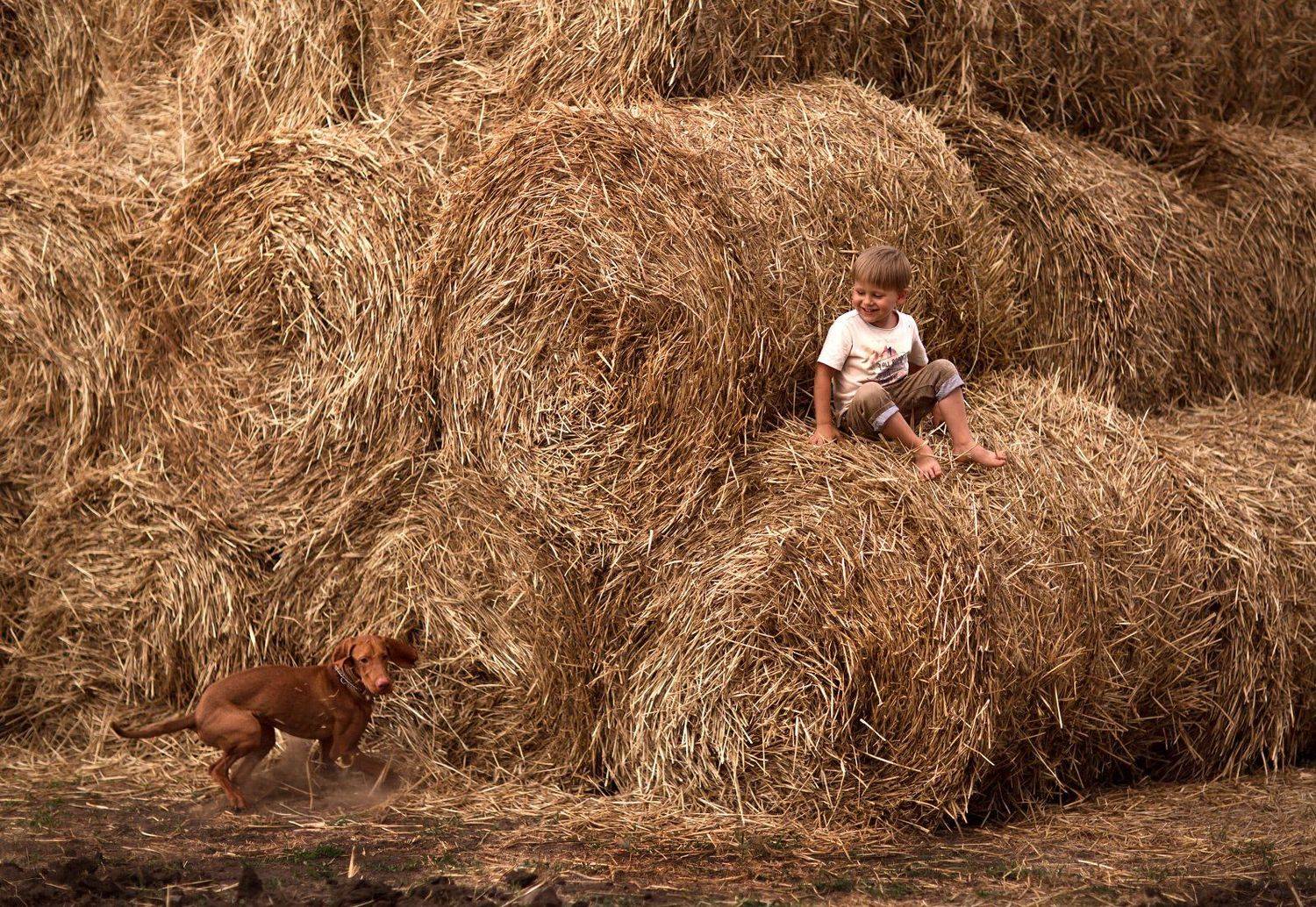 лето солнце желтый сено закат собака игра дружба счастье ребенок 85мм, Евгения Брусенцова