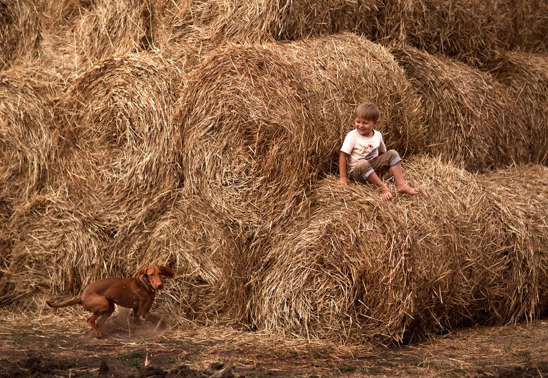 лето солнце желтый сено закат собака игра дружба счастье ребенок 85мм Счастливая пора... фото превью