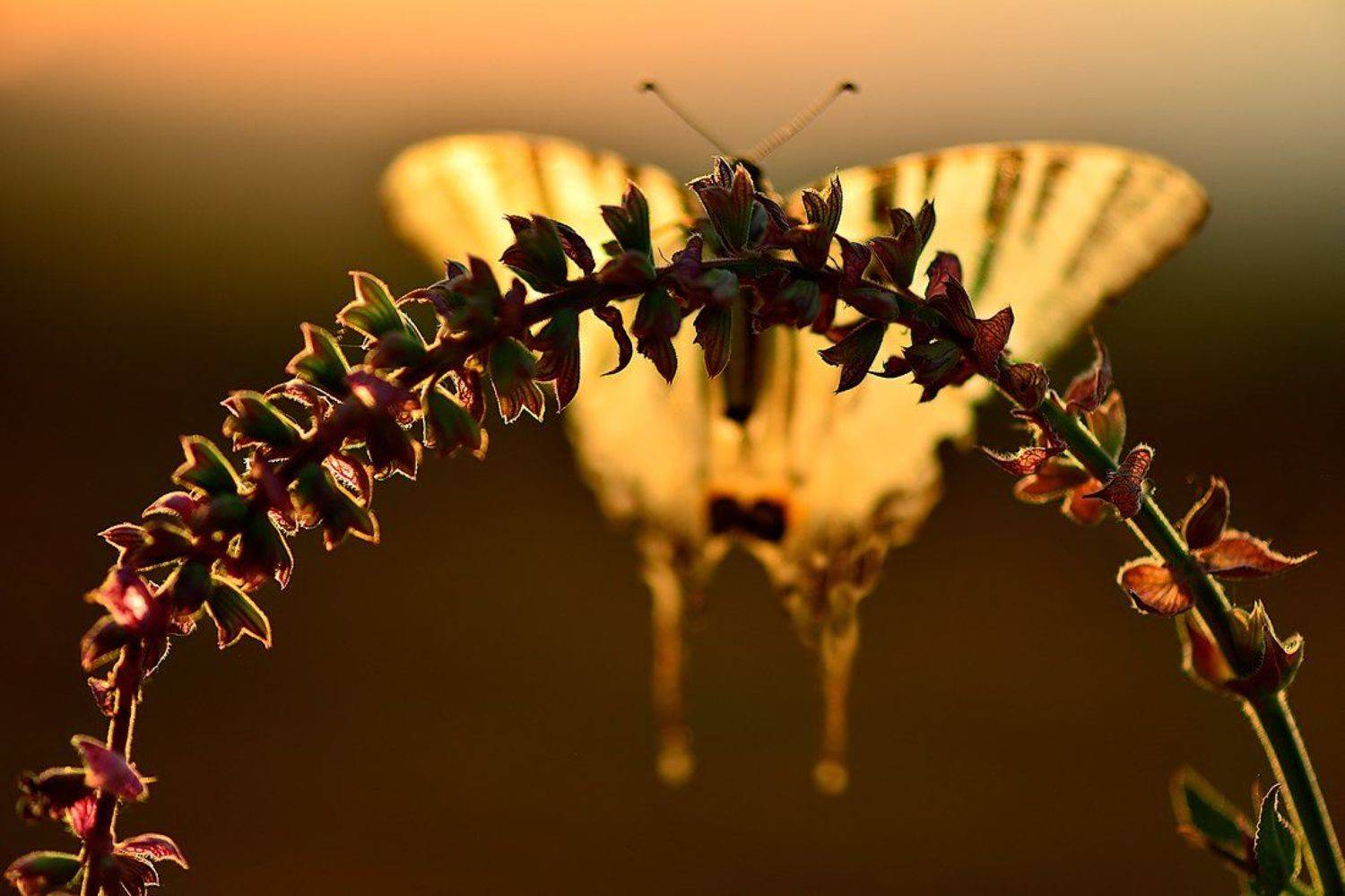 бабочка подалирий закат контровый сухоцвет шалфей, Алёна Шевцова