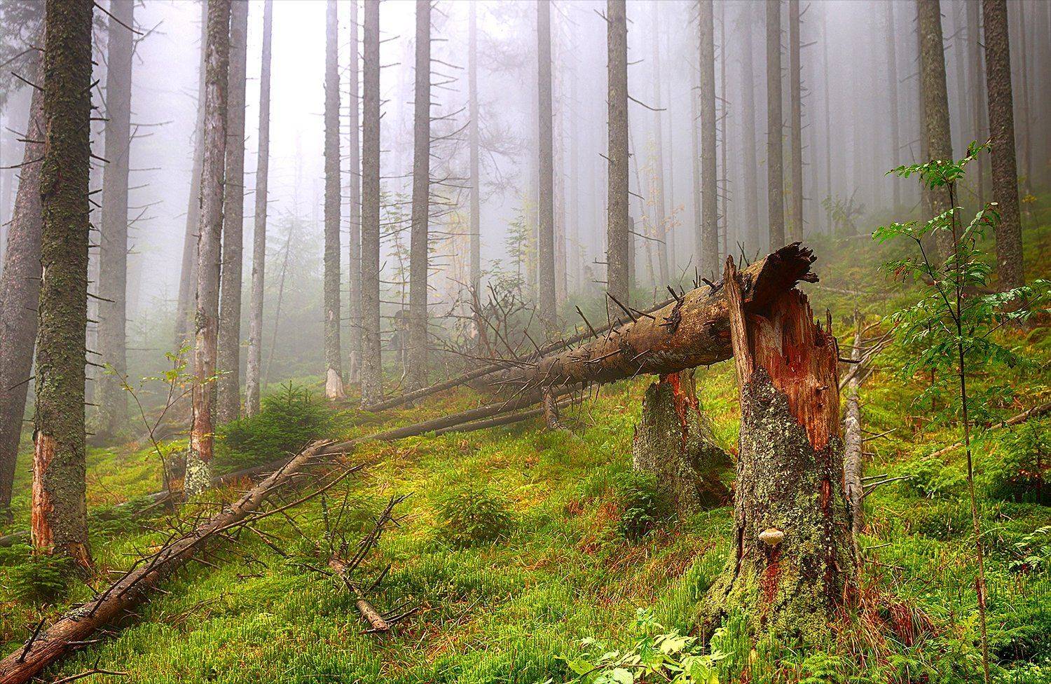 , Kantsyrenko Sergey