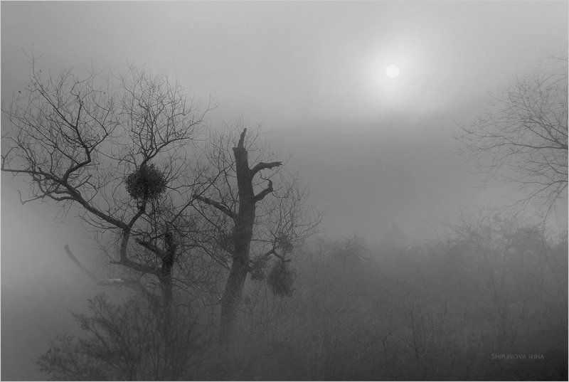 Туманная меланхолия фото превью