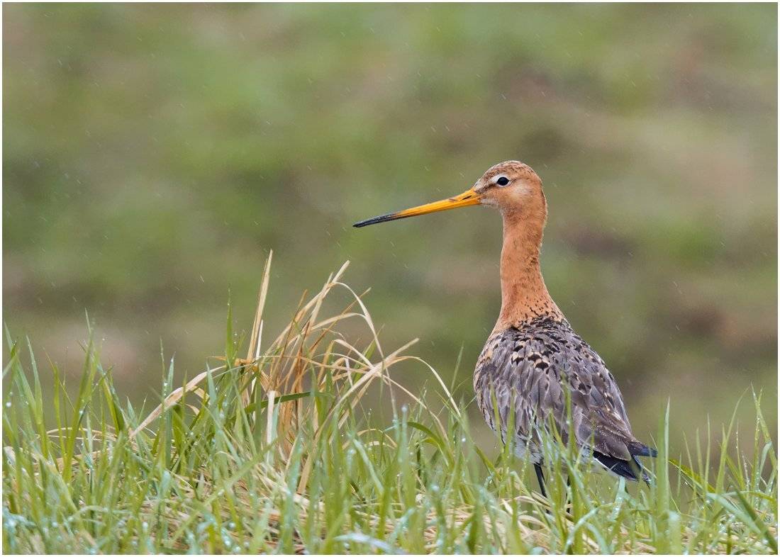 , Валерий Субачев