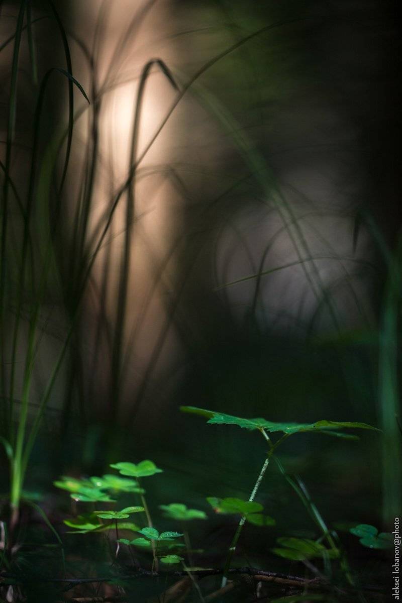 , Алексей Лобанов