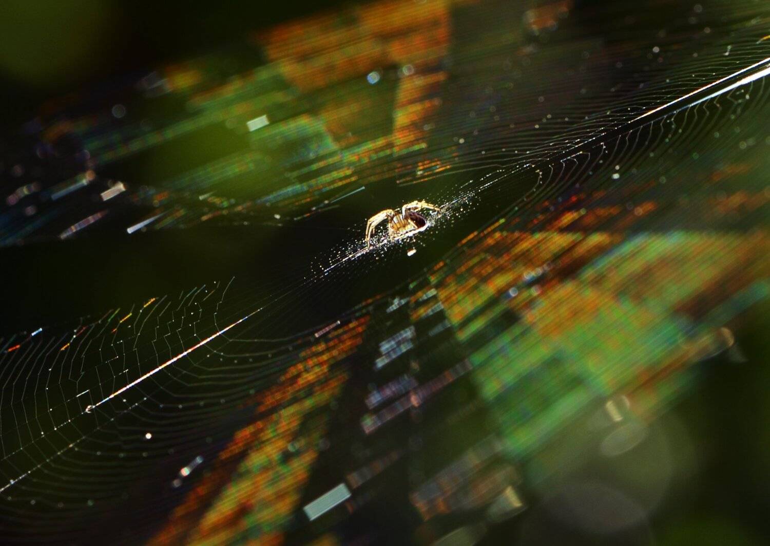 природа, макро, паук, паутина, радуга, дифракция, Неля Рачкова