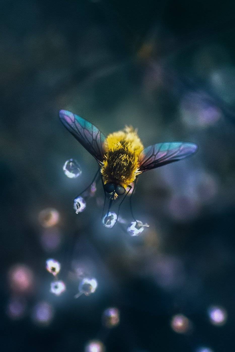 муха, жук, крылья, лист, хобот, свет, муравей, мошки, трава, Юрий Котов