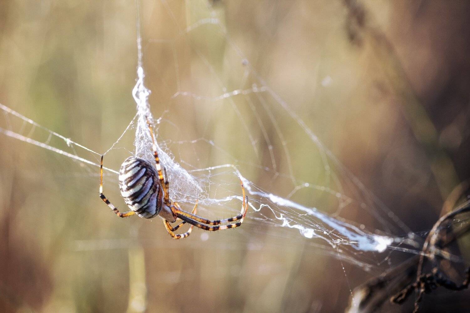 паук,лист,зелень,трава,свет,лапы, Юрий Котов