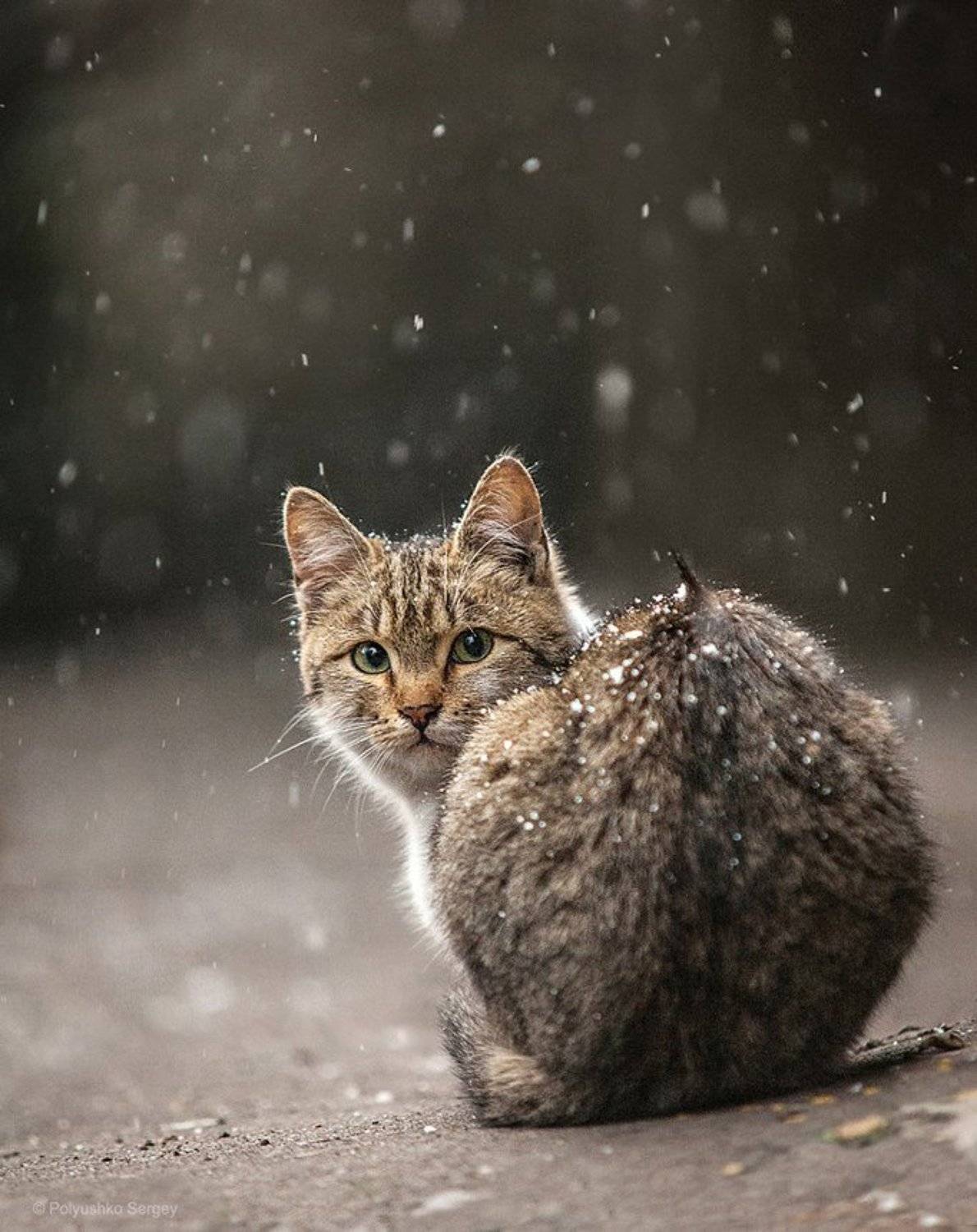 кот, котенок, Полюшко Сергей