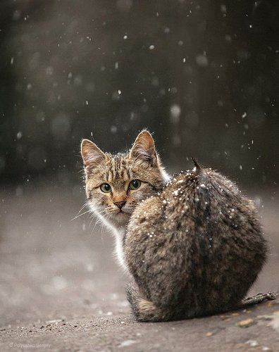 Одинокий кот