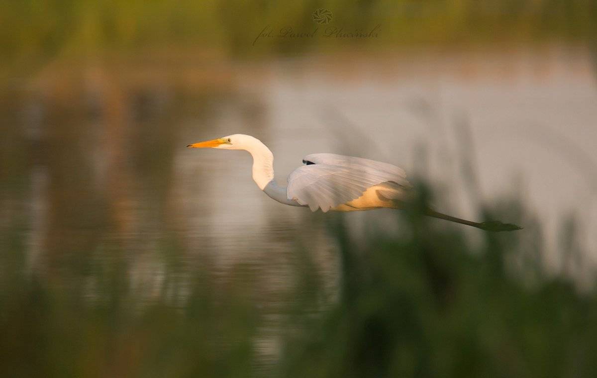 , Pawel Plucinski