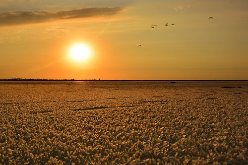 When we walk the fields of solt