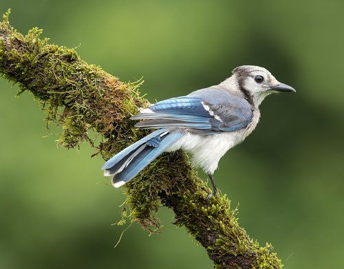 Голубая сойка - Blue Jay (Juvenile)