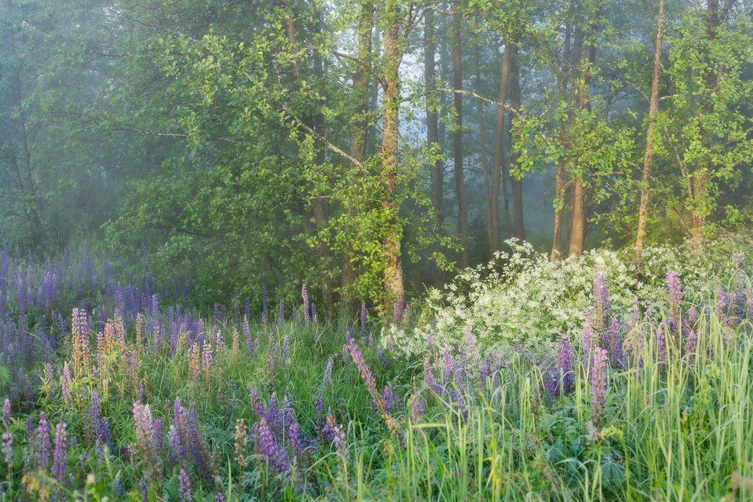 утро туман июль, Дмитрий Алексеев