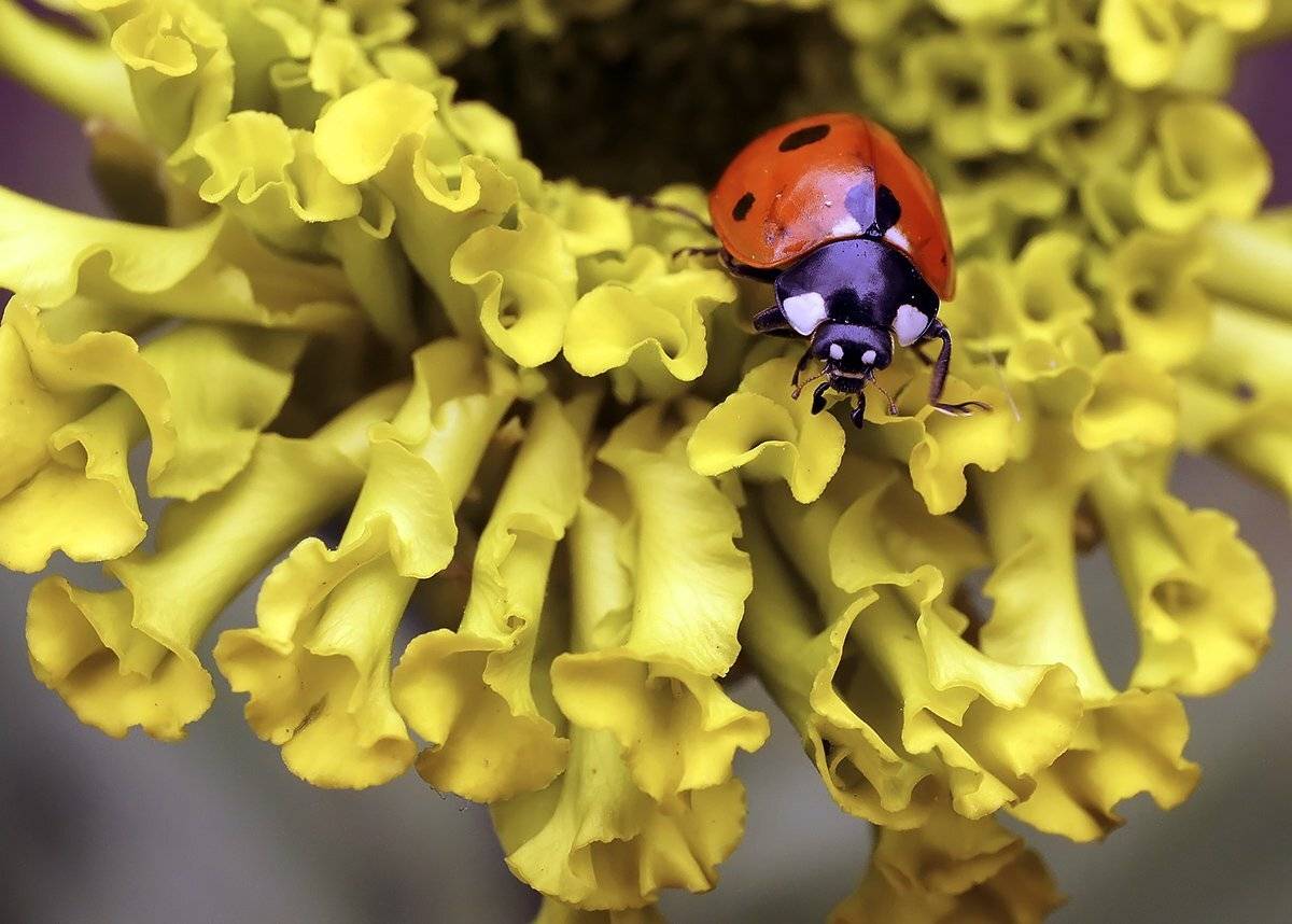 макро,божья коровка,, Гарик Соколов