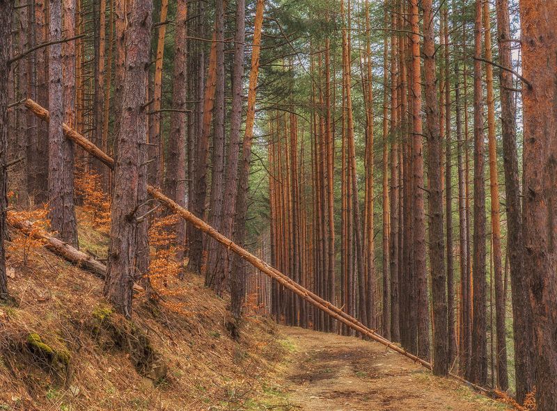 **** фото превью