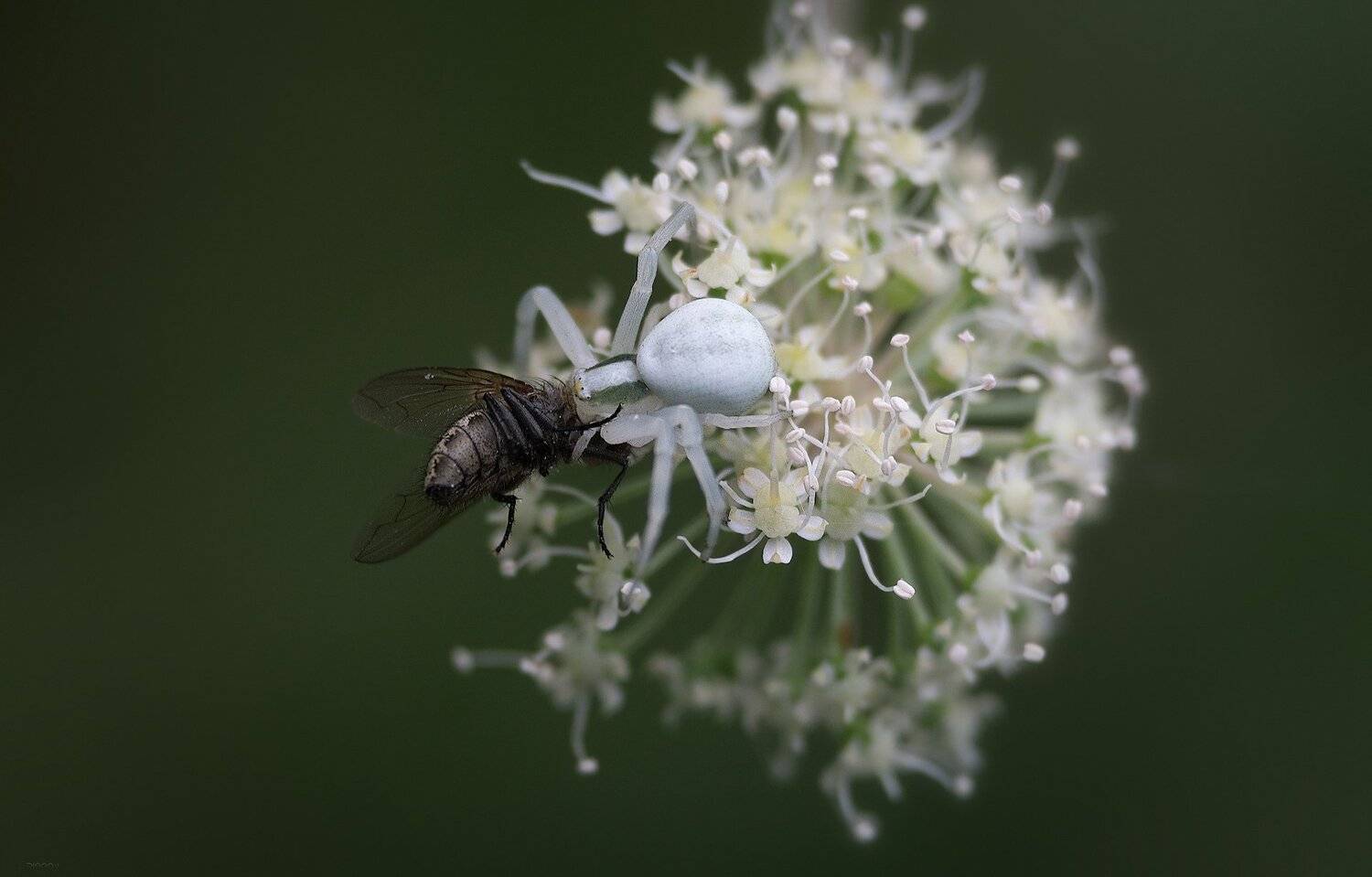 природа, бабочки, , паучки, макро, Дмитрий Посевич