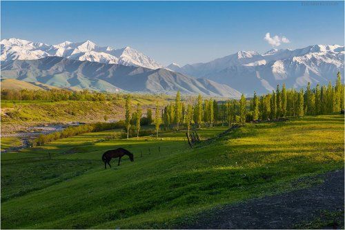 Гуляние чёрного коня