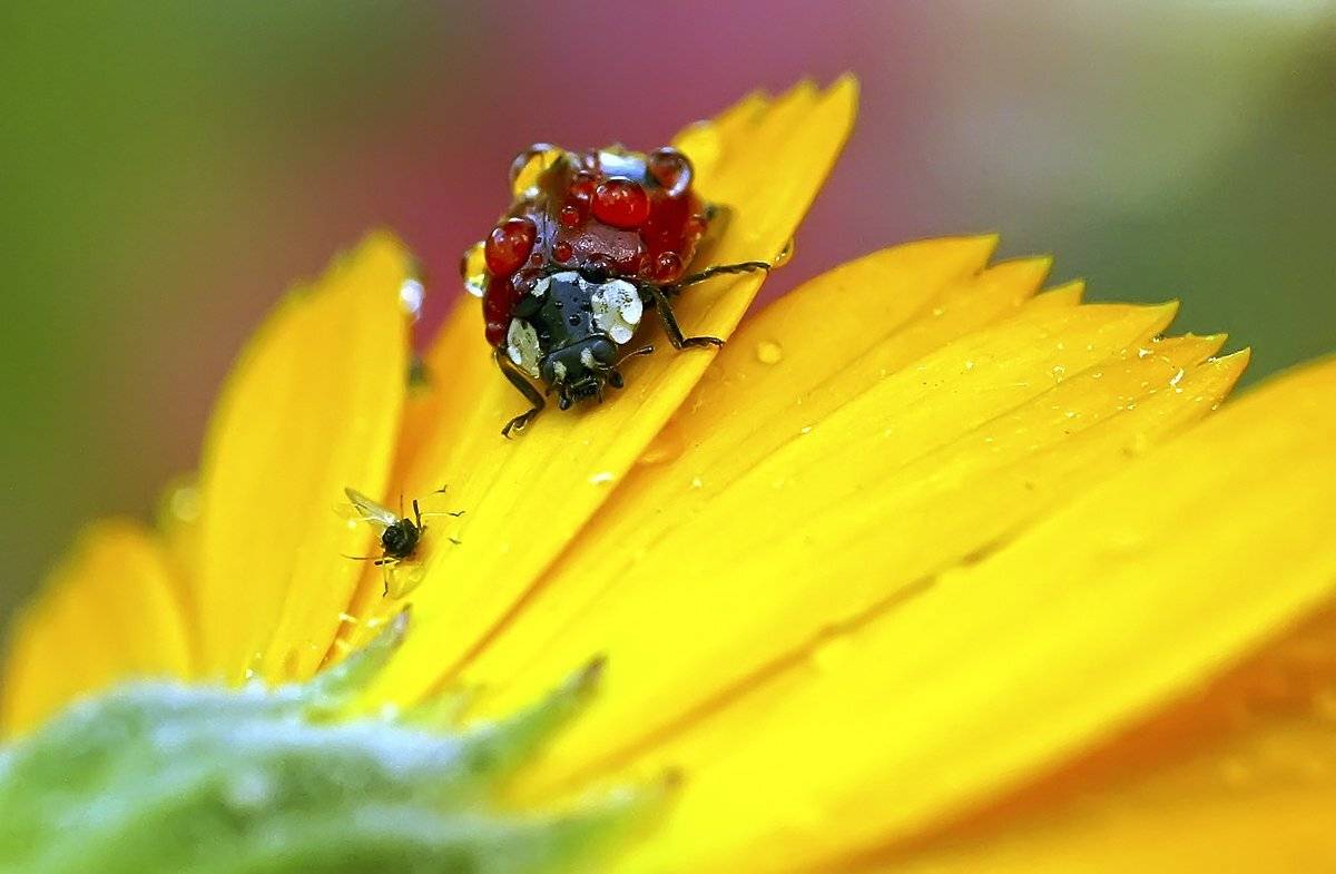 макро,божья коровка,капли, Гарик Соколов