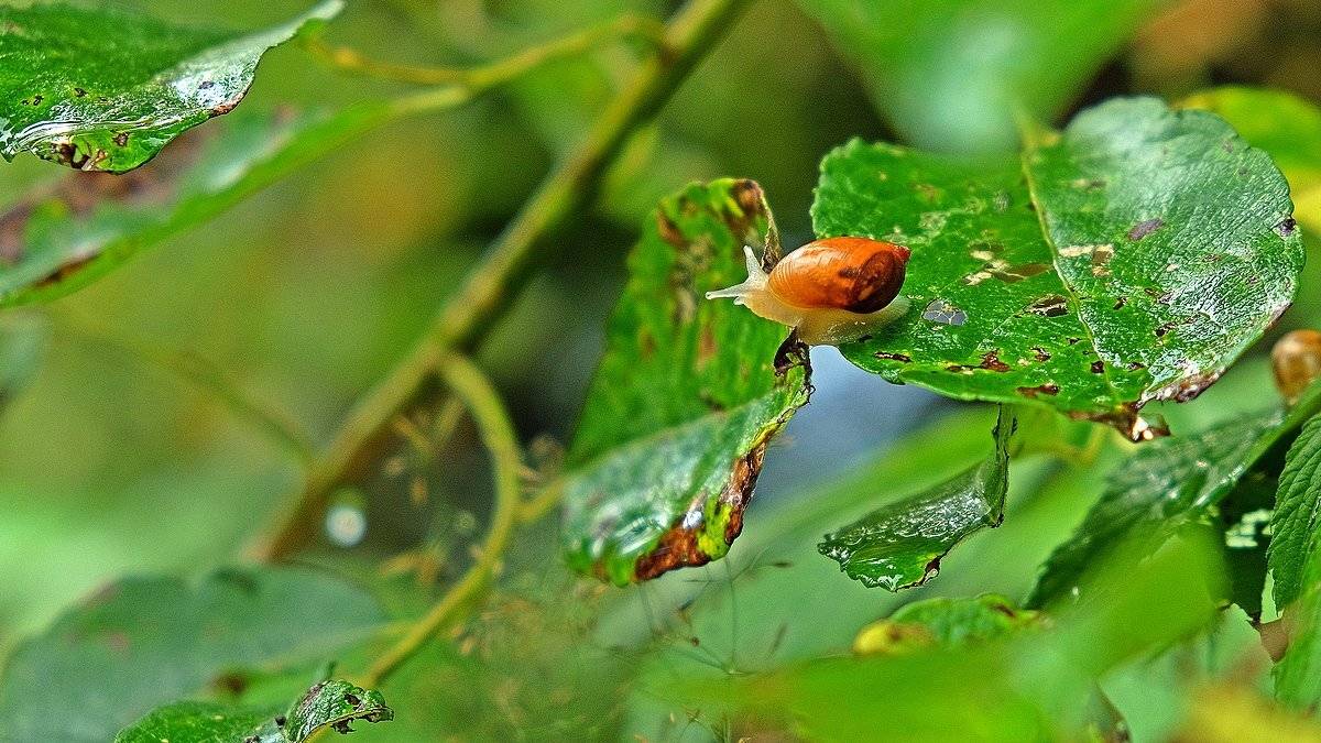макро, улитка, дождь , Александр Потапов