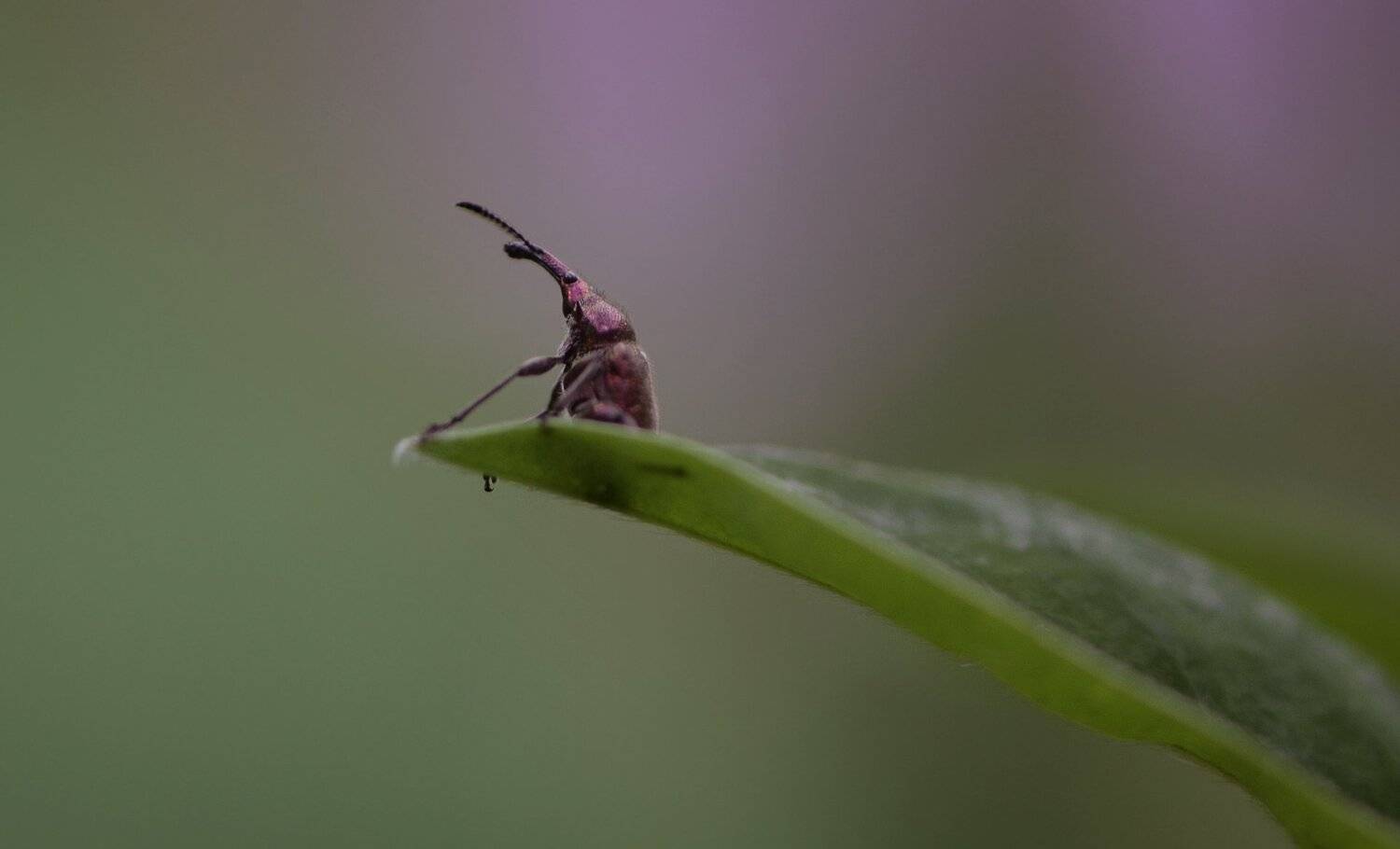 природа, макро, жук, долгоносик, мечтатель, Неля Рачкова