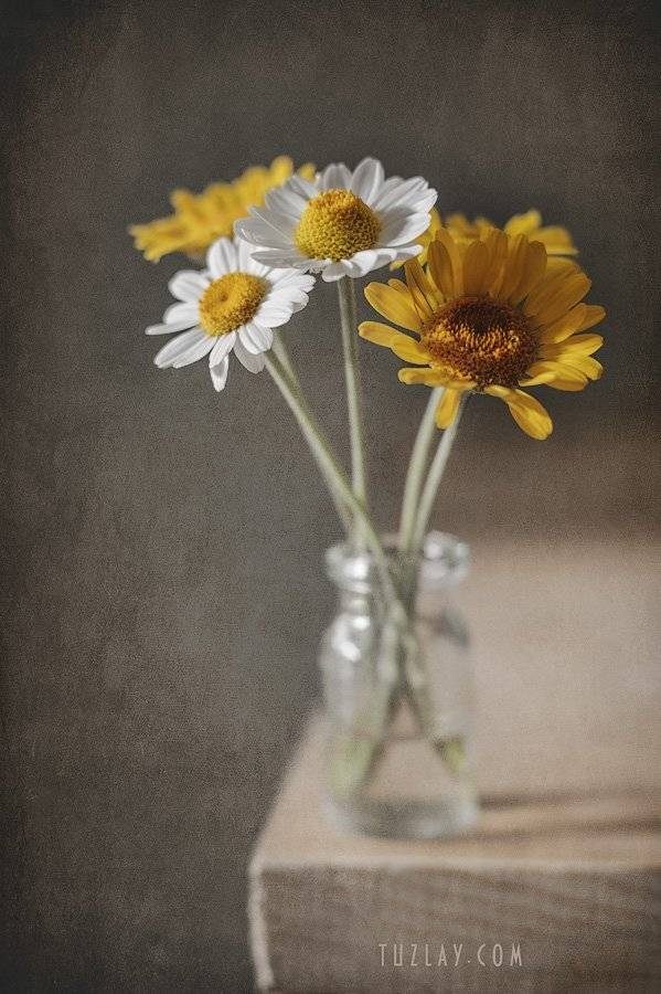 ромашка, пузырек, желтые ромашки, пупавка, лето во флаконе, Владимир Тузлай