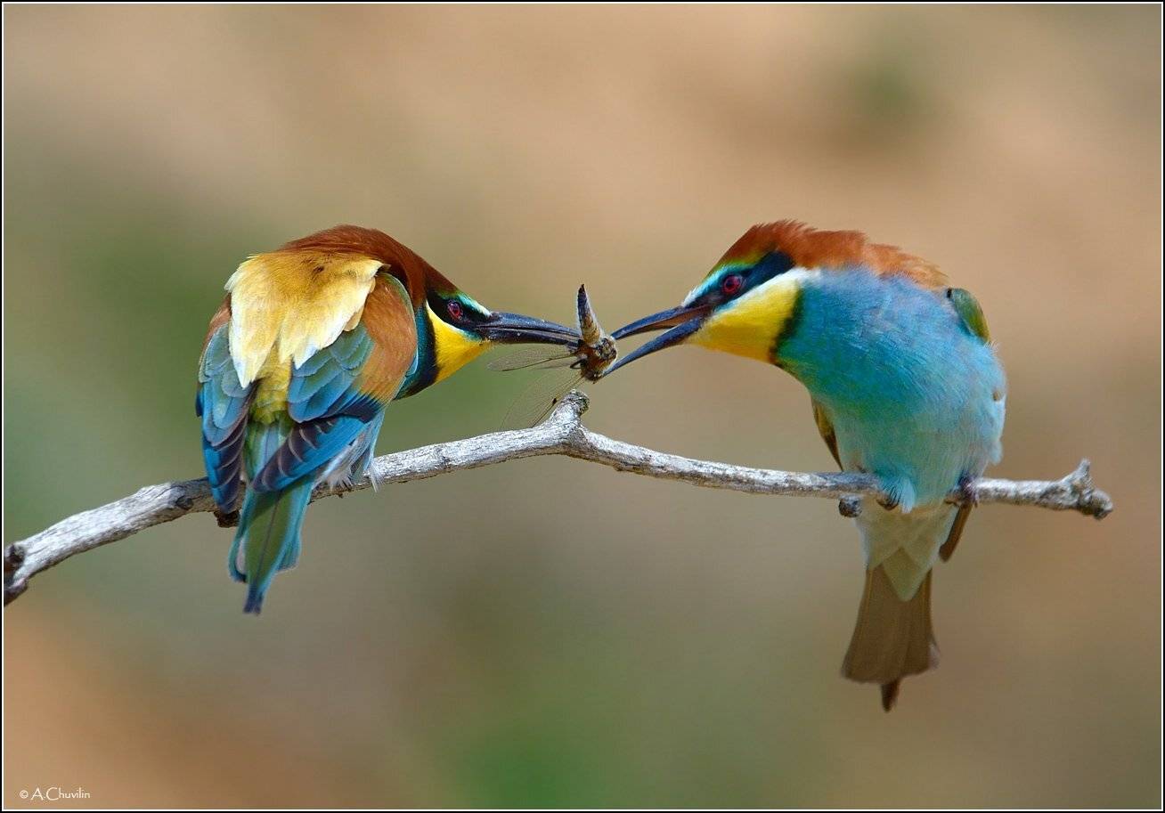 щурки,весна,ухаживание,презент, Александр Чувилин