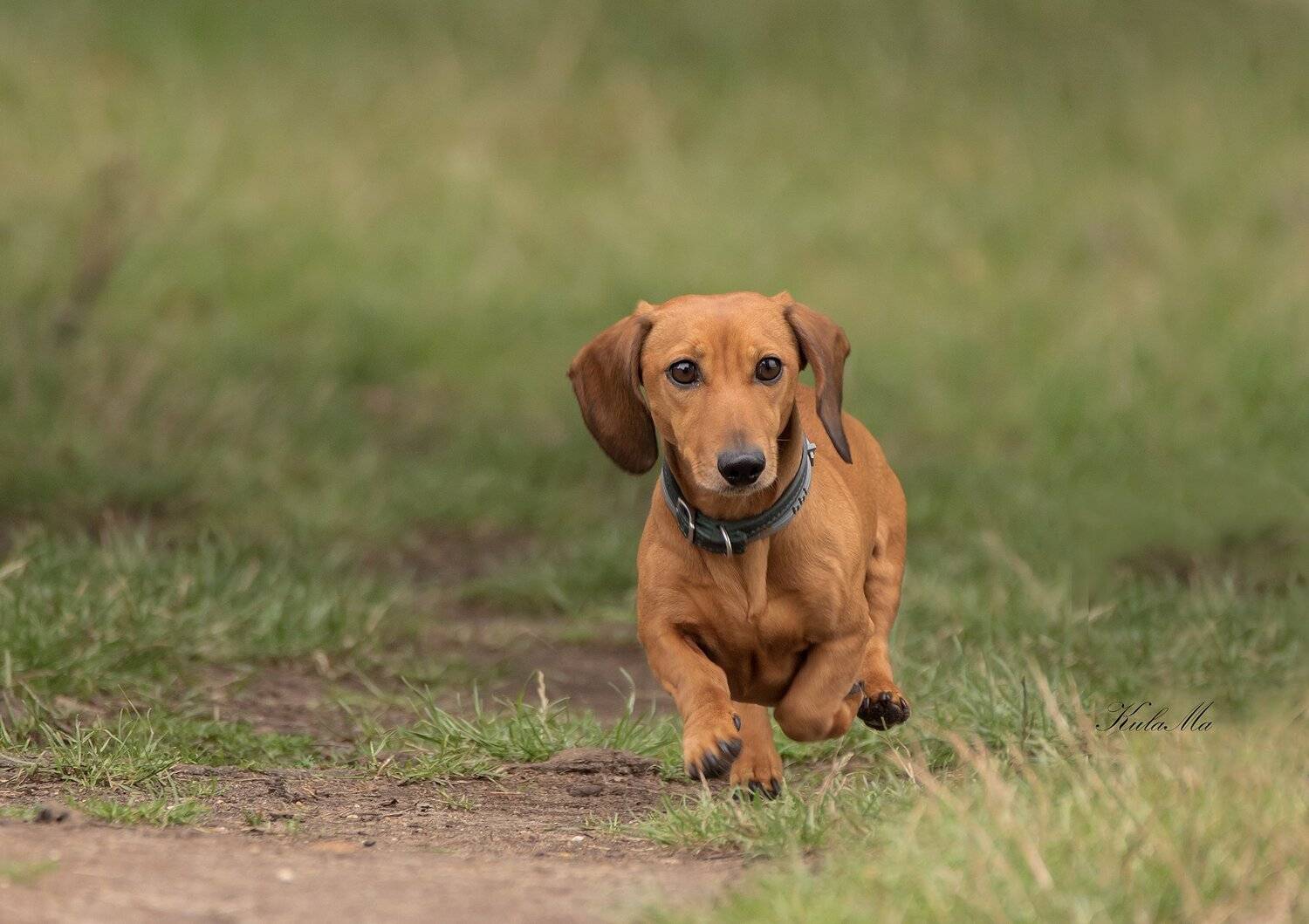 Animals Dog Outdor, Maria Kula