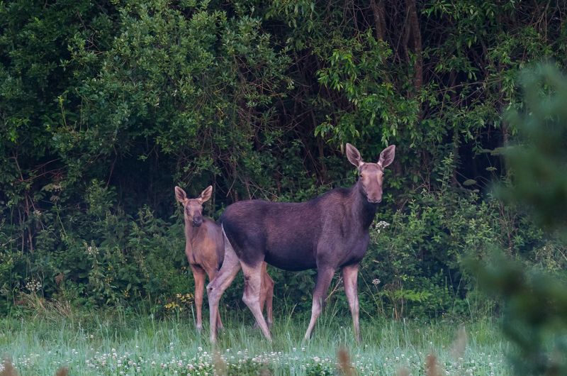 За мамой. фото превью