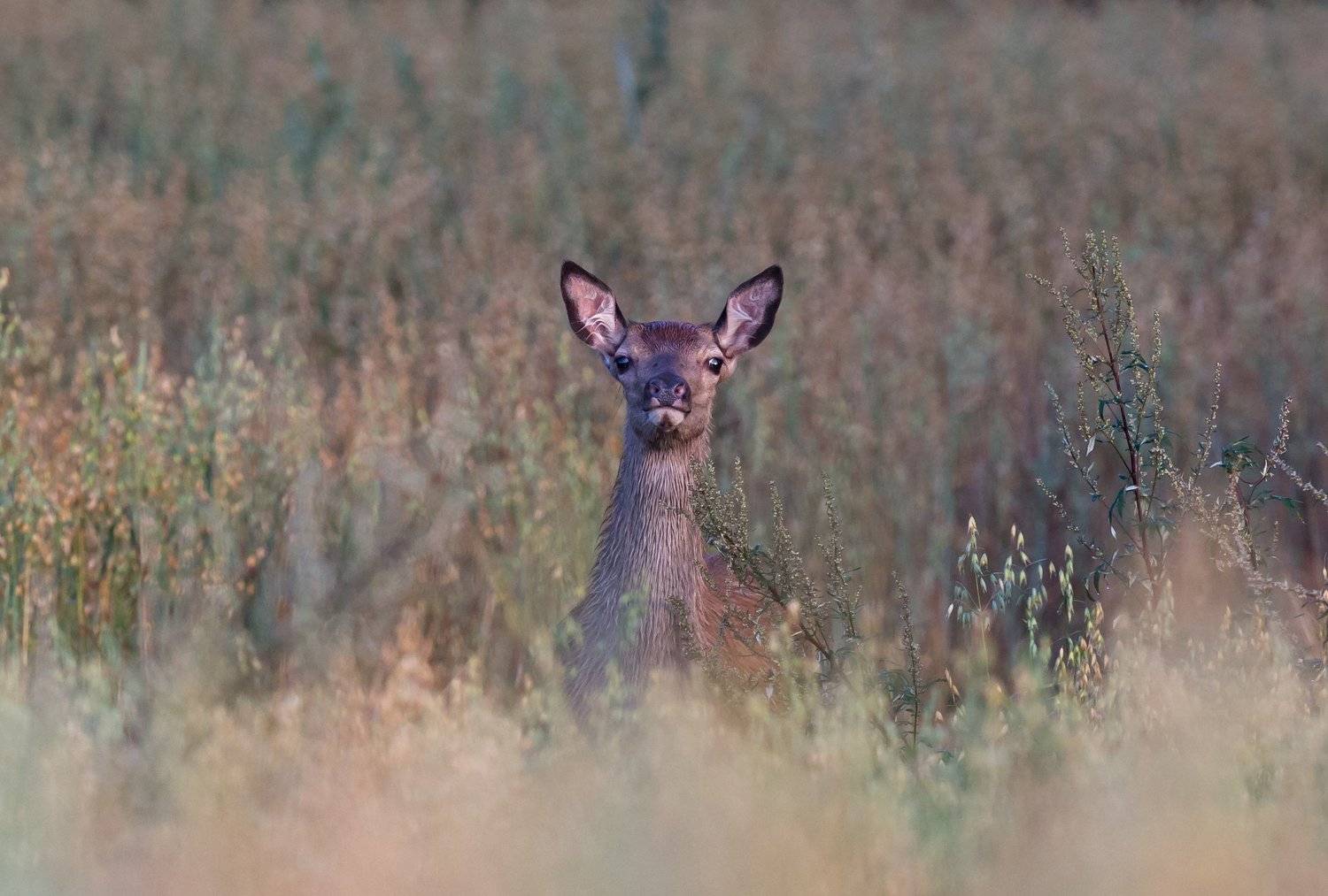 , Андрей Шимчук