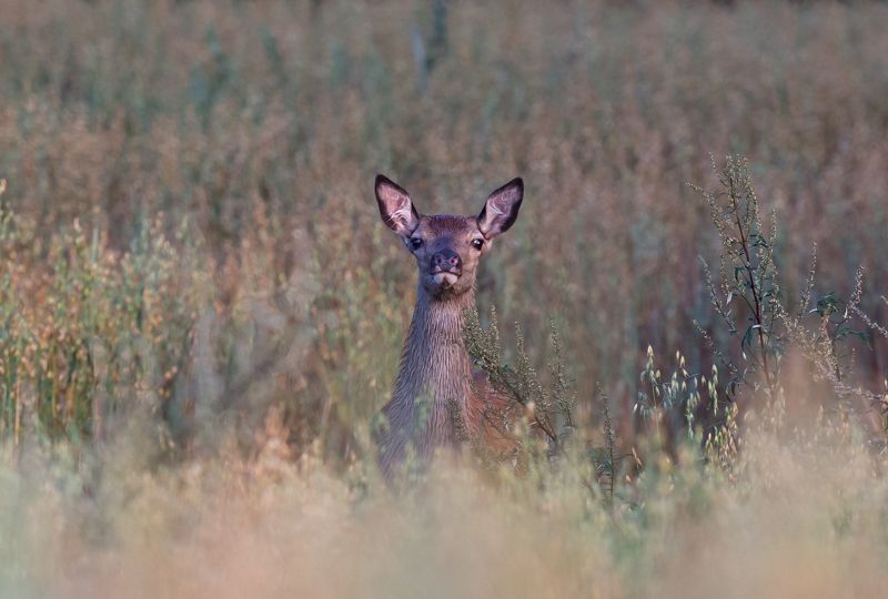Овес созрел. фото превью