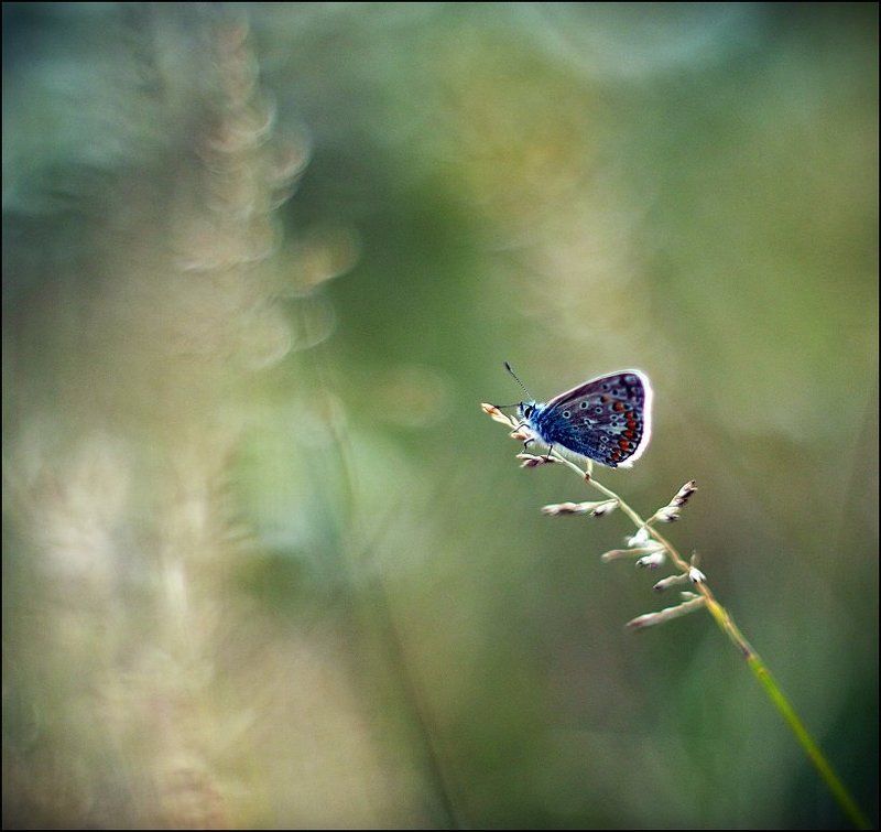 ... фото превью
