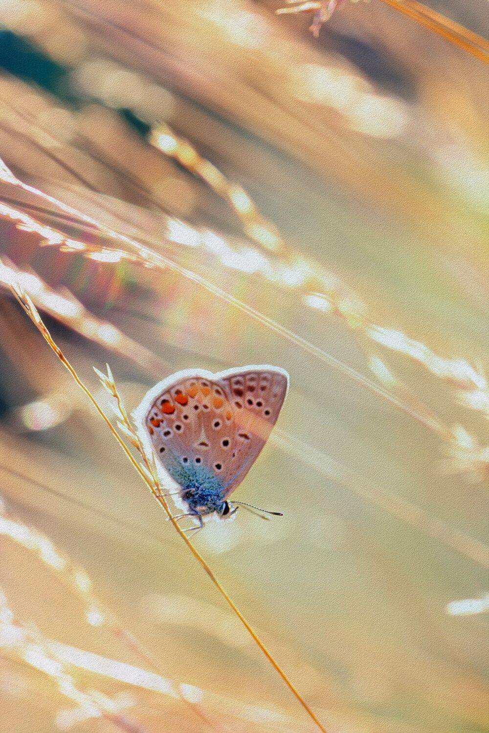 бабоча,жук,трава,дерево,настроение,свет,ель,хвоя, Юрий Котов