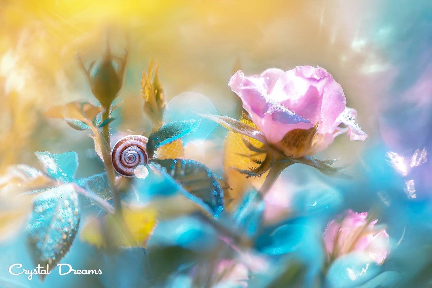 crystal dreams, macro, summer, color, art, nature, flowers, snail, Татьяна Крылова