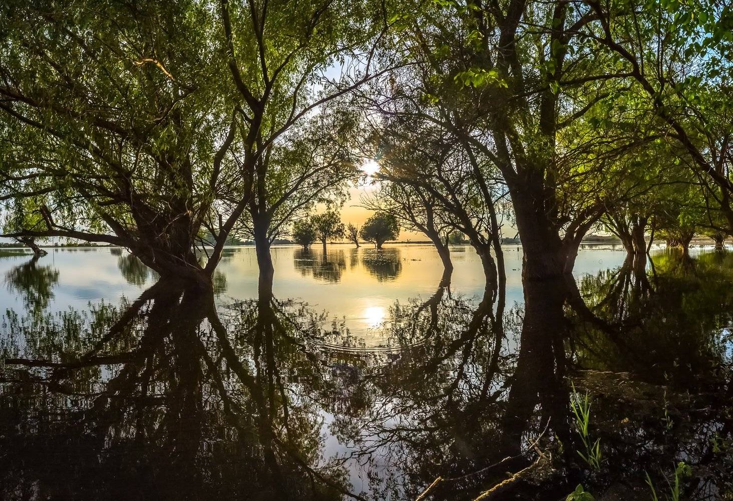 весна, река, астраханская область, деревья, ивы, солнце, путешествие, лес, отражение, ветви,, Лашков Фёдор
